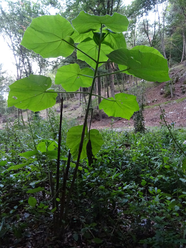 Paulownia tomentosa